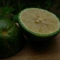 Citrus australis